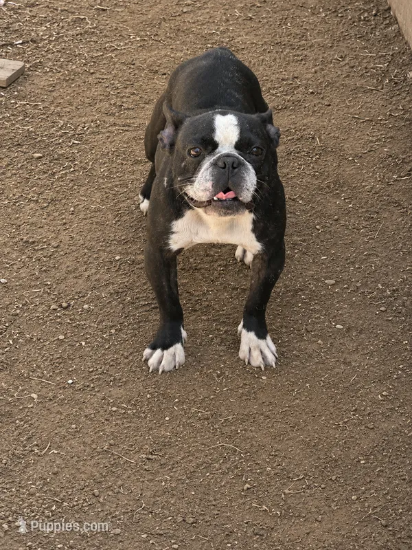 Josie – French Bulldog puppy for sale in Fayetteville, NC