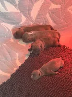 Queen&Joker Puppies, a female American Bully for sale in Fayetteville, NC – 3 of 3