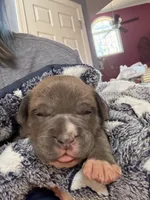 Blue Brindle Boy, a male American Bully for sale in Fayetteville, NC – 2 of 5