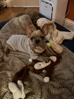Ollie, a male French Bulldog for sale in Fayetteville, NC – 3 of 3