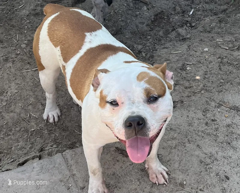 Minnie – American Bully puppy for sale in Fayetteville, NC