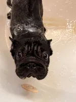 Willow, a female French Bulldog for sale in Fayetteville, NC – 3 of 4