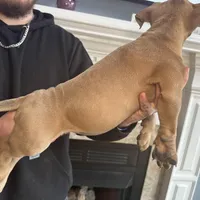 Cano, a female American Bully for sale in Fayetteville, NC – Photo 5 of 5