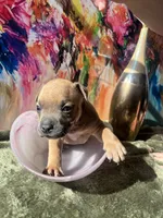 processed/21ae3754-04a5-4098-8958-c902b5bd696b/listing/748543f2-6b8a-4479-a7e7-935f4c5c0e18/5bc88a45-f2fe-4c2e-9d78-f58fb0c6d363