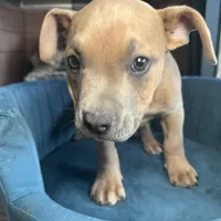 Cano, a female American Bully for sale in Fayetteville, NC – Photo 1 of 5
