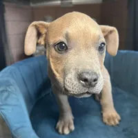 Cano, a female American Bully for sale in Fayetteville, NC – Photo 2 of 5