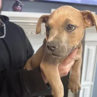 Cano, a female American Bully for sale in Fayetteville, NC – Photo 4 of 5
