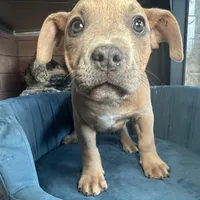 Cano, a female American Bully for sale in Fayetteville, NC – Photo 3 of 5