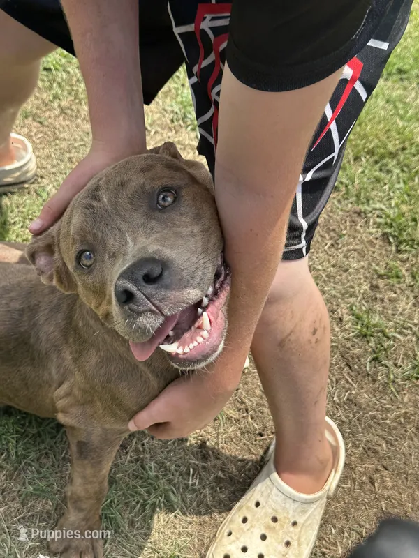 Rockie – American Bully puppy for sale in Fayetteville, NC