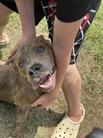 Rockie, a male American Bully for sale in Fayetteville, NC – 1 of 2