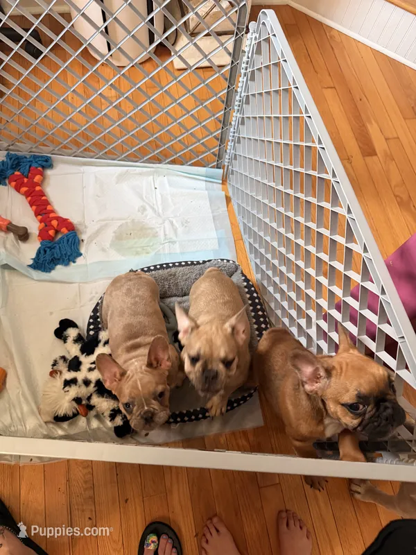 Cap – French Bulldog puppy for sale in Fayetteville, NC