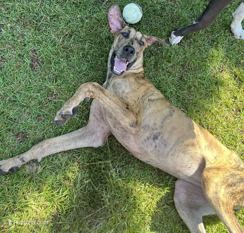 Karma – Great Dane puppy for sale in Fayetteville, NC