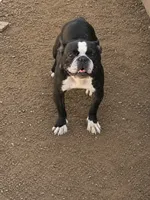 Josie, a female French Bulldog for sale in Fayetteville, NC – 1 of 2