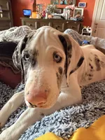 Phoebe , a female Great Dane for sale in Fayetteville, NC – 3 of 3