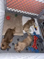 Cap, a male French Bulldog for sale in Fayetteville, NC – 2 of 4