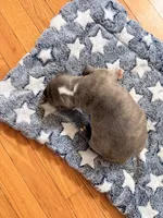 Blue Brindle Boy, a male American Bully for sale in Fayetteville, NC – 5 of 5