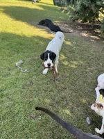 Bear, a male Great Dane for sale in Fayetteville, NC – 3 of 3