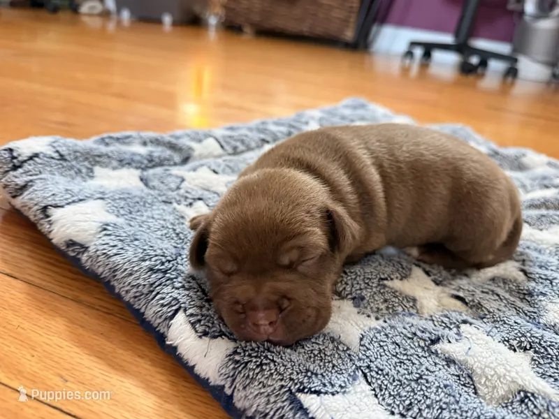 Chocolate Girlie  – American Bully puppy for sale in Fayetteville, NC