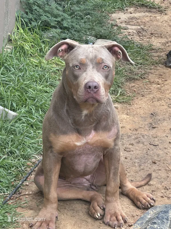 Aveta – American Bully puppy for sale in Fayetteville, NC