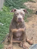 Aveta, a female American Bully for sale in Fayetteville, NC – 1 of 1