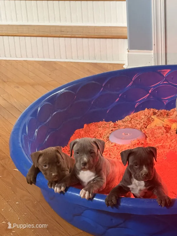 Blue tick boy  – American Bully puppy for sale in Fayetteville, NC
