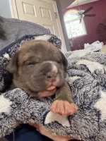 Blue Brindle Boy, a male American Bully for sale in Fayetteville, NC – 3 of 5