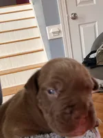 Chocolate Girlie , a female American Bully for sale in Fayetteville, NC – 2 of 6