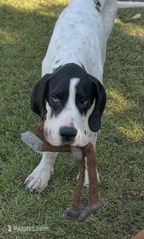 Bear – Great Dane puppy for sale in Fayetteville, NC