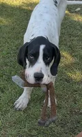 Bear, a male Great Dane for sale in Fayetteville, NC – 1 of 3