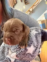 Chocolate Girlie , a female American Bully for sale in Fayetteville, NC – 5 of 6