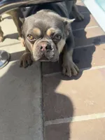 Butterscotch aka doughdough, a female French Bulldog for sale in Fayetteville, NC – 4 of 4