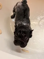Willow, a female French Bulldog for sale in Fayetteville, NC – 2 of 4