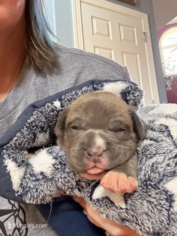 Blue Brindle Boy – American Bully puppy for sale in Fayetteville, NC
