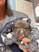 Blue Brindle Boy, a male American Bully for sale in Fayetteville, NC – 1 of 5