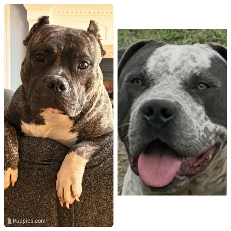 Queen&Joker – American Bully puppy for sale in Fayetteville, NC