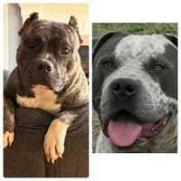 Queen&Joker, a female American Bully for sale in Fayetteville, NC – 1 of 1