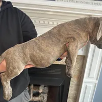 Moon, a female American Bully for sale in Fayetteville, NC – Photo 4 of 4