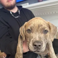 Moon, a female American Bully for sale in Fayetteville, NC – Photo 3 of 4