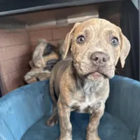 Moon, a female American Bully for sale in Fayetteville, NC – Photo 2 of 4