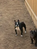 Josie, a female French Bulldog for sale in Fayetteville, NC – 2 of 2
