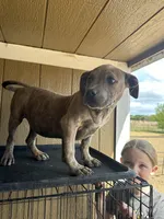 Moon, a female American Bully for sale in Fayetteville, NC – Photo 4 of 4