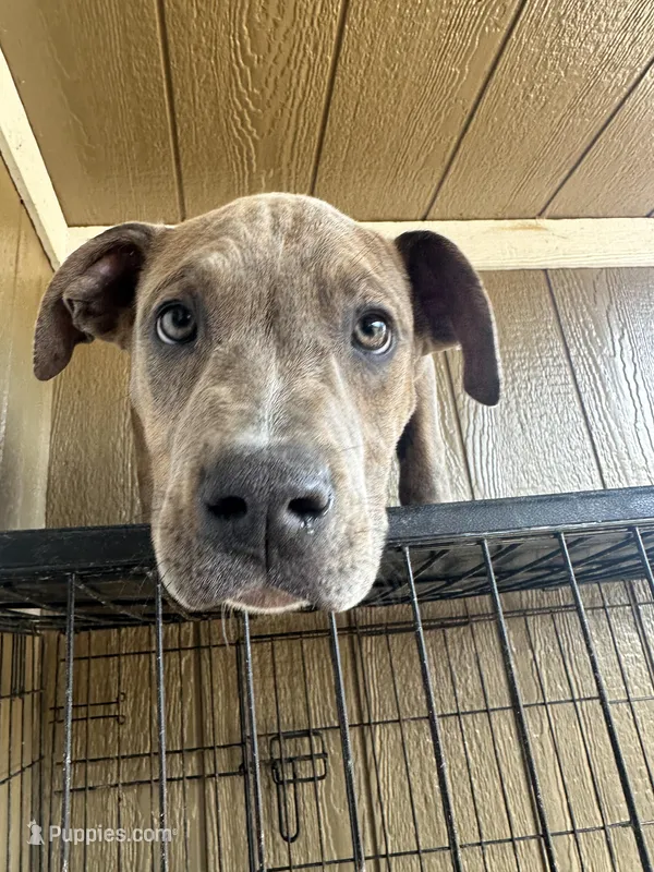 Moon – American Bully puppy for sale in Fayetteville, NC