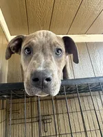 Moon, a female American Bully for sale in Fayetteville, NC – Photo 1 of 4