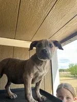 Moon, a female American Bully for sale in Fayetteville, NC – Photo 3 of 4