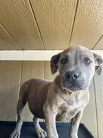 Moon, a female American Bully for sale in Fayetteville, NC – Photo 2 of 4