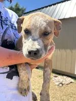 River, a female American Bulldog for sale in Fayetteville, NC – 3 of 3