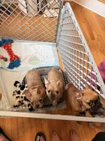 Fiesty, a male French Bulldog for sale in Fayetteville, NC – 3 of 3