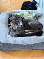 Maggie, a female Great Dane for sale in Fayetteville, NC – 2 of 3