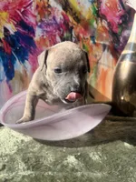 Rockie, a male American Bully for sale in Fayetteville, NC – Photo 3 of 5