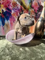 Rockie, a male American Bully for sale in Fayetteville, NC – Photo 4 of 5